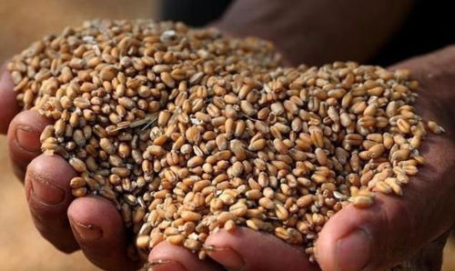 谷物容重器 粮食收购中的科学利器