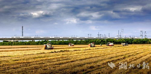 农发行湖北省分行营业部全力护航武汉夏粮收购