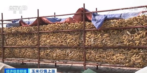 玉米行情霸气上涨，存粮集中上市，价格逐日攀升