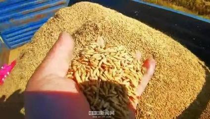 秋粮购销收尾 哈尔滨三大品种市场交易平稳