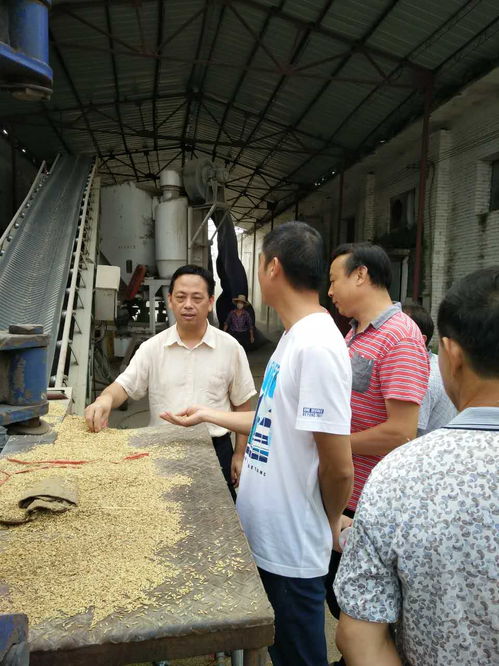 商务和粮食局开展夏粮收购工作，保障粮食安全与市场稳定