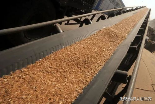 全国小麦价格午报 5月6日初级农产品收购行情分析