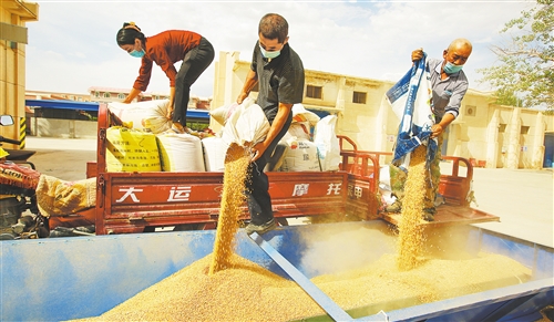 夏粮收购呈现优粮优价好行情 初级农产品市场迎来新机遇