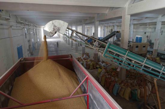 夏粮丰收仓廪充实，温州本级收购近六千吨夯实粮食安全根基