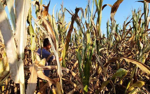 猪价探底后，三类农产品价格跳水，农民盼涨惜售待春