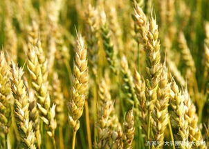 粮食收购价调整下的农民选择 挑战与机遇并存