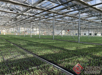 昭通市昭阳区万亩鲜食玉米移栽忙，助力粮食收购新篇章