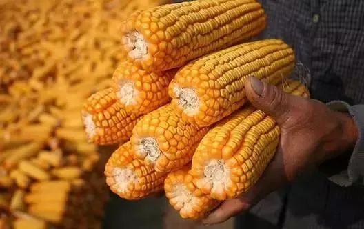 秋粮收购新政解析 玉米大豆调整与价格走势展望